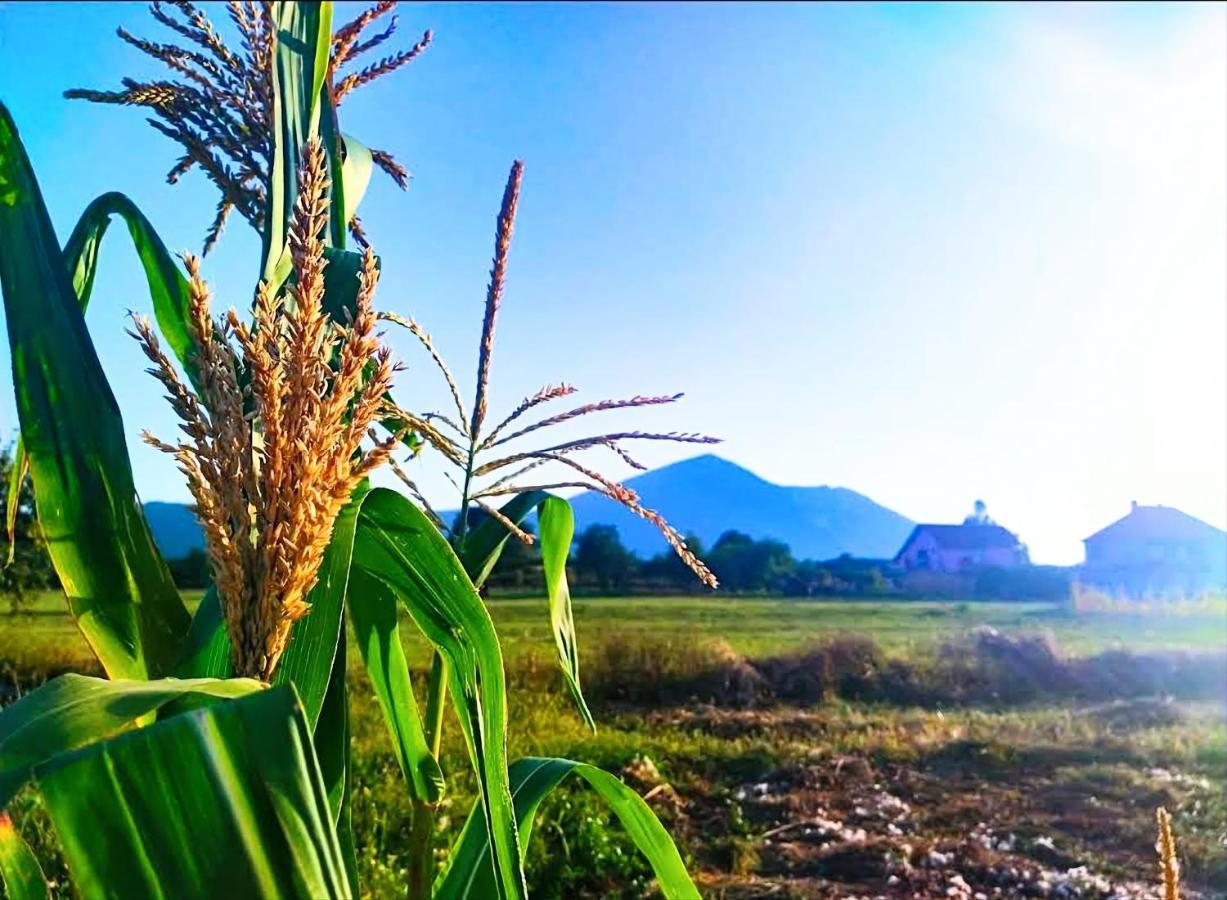Villa Saturea Boljevac Dış mekan fotoğraf